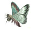 Xenodream moth logo